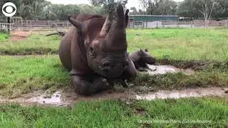 Rhino baby takes a mud bath with mom