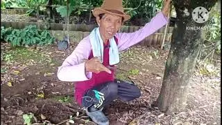 Penanggulangan Hama di ketiak Pohon Buah