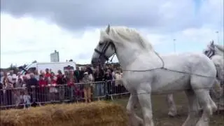 formidable chevaux boulonnais !