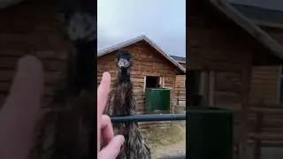 Эму атакуют!!! #шорты