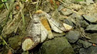 Mondvogel- (Mondfleck-)Falter &bull; Phalera bucephala &bull; L&uuml;denscheid &bull; Ende Juli 2016