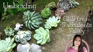 UNBOXING: Cactus and Succulents #succulents #benguet