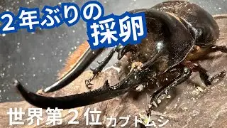 世界第二位のカブトムシの採卵【２年ぶり】