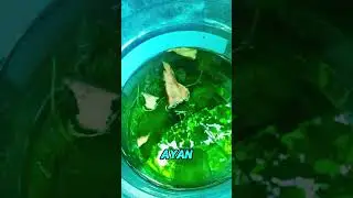 Buhay Betta fish keeper. 🐟🐠✌️😇#betta #bettafish #fish #fishing #fishkeeper #reelsvideoシ #Hobbyist 