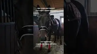 папапа#треш#тренды#выездка#vibes#конь#конник#будни#equestrian#вайб#а#кск#кони#конкур#рек#кскзвёздный