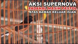 AKSI MURAI BATU SUPERNOVA MELAWAN SENIORNYA DI GANTANGAN