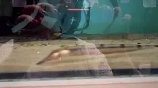 Gymnorhamphichthys rondoni / Thermometer-Messerfisch