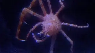 タカアシガニ　Japanese spider crab　Macrocheira kaempferi