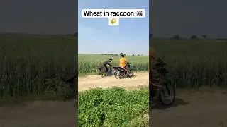 Wheat in raccoon 🦝🌾#hunting #animals #farming #shorts