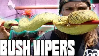 *SQUAMS* Got 4 New Bush Vipers! and Upgraded the Arboreal Encousures | Tyler Nolan