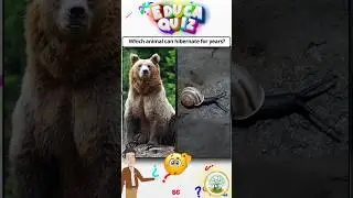 Did You Know Some Animals Can Sleep for Years? Fun Animal Facts for Kids #quiz @educakidsbrasil