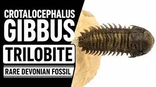 Crotalocephalus Gibbus Trilobite - Devonian Flying