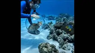 Taking my cat into scuba diving🤿😘😘#part2 #scuba #cat #catperson #scubadiving