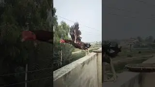 Aseel Murga Jumping.  #pets #aseelmurgha #shortsviral #shortvideos #viralvideos #short #viral #birds