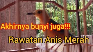 Rawatan 1,5 tahun akhirnya bunyi.. Saya merawat anis merah seperti ini!! Kata kuncinya ,