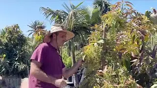 Warming climate opens up new options for Northern California farmers
