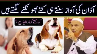 آذان کی آواز سنتے ہی کتے بھونکنے لگتے ہیں کیا کتوں کو مارنا چاہیے/مولانا مکی الحجازی/مدینہ درس/