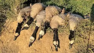 We killed geese with a duck call!! (Missouri Opener)