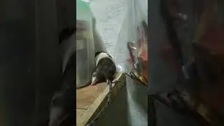 my cute hamham🤗🙂🐹