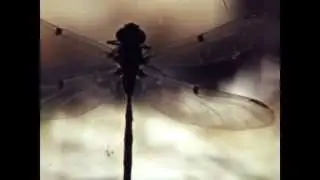TIGERTOWN - What You Came Here For (Official Video)