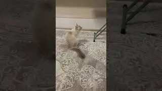 Очень красивая киска. Бьянка