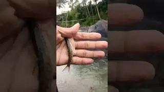 Kecil2 cabe rawit serangan ikan ganas #microfhising #mancing #ikan #mancingmantap
