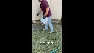 Safe and Easy DIY Pest Control Kit for Families