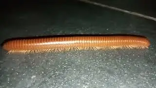 🌿 Close-Up Encounter with a Giant Millipede! 🐛 || #Millipede #NatureCloseUp #NaturePhotography ||