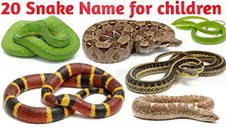 Snake Names | Cobra, Python, Viper | Kids Vocabulary Learning