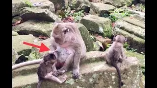 Popeye Angry baby monkey Polly bites her breath again and again