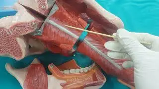 Gastrointestinal Sistem (GİS) Anatomisi (3.Bölüm)