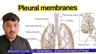 pleural membranes|pleural cavity