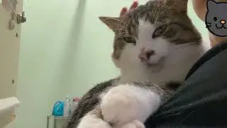Heart Melting Phantom the Tabby Cat ❤️ Loves Cuddles | Waiting for a Forever Home (2025 November 4)
