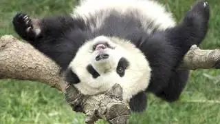 Endangered Animals Commercial