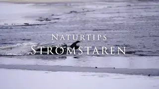 Naturtips Strömstare