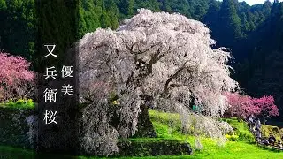 Matabei Zakura Cherry Blossom(Uda city /Nara Prefecture）