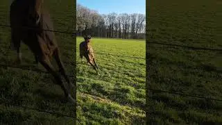 gekke wild paard