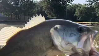 Largemouth Bass Fishing 