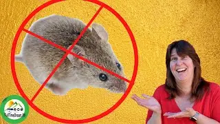 Как избавиться от мышей/Не допускать мышей в кемпер/5 способов избавиться от мышей/Постоянная жизнь в доме на колесах