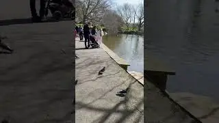 Park in Ireland #Dublin city#shortsviral #ireland