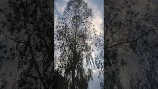 Bird sound#villagelife#nature