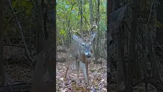 3 legged Buck Getting Smaller #deer #antlergrowth #trailcam #nature #wildlife #whitetail
