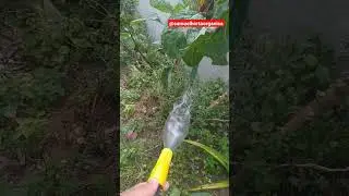 Quando regar #horta #hortali&ccedil;a #hortaorganica