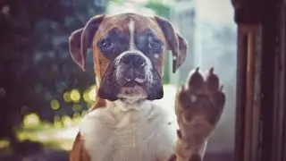 Boxer Dog Health Insurance   Is it Necessary?