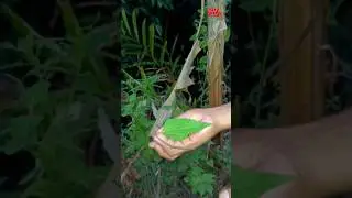 Slam weed (Chromolaena odorata) leaves can make sounds #slamweed #shorts