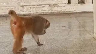 Monkey #monkeylovers#animallovers