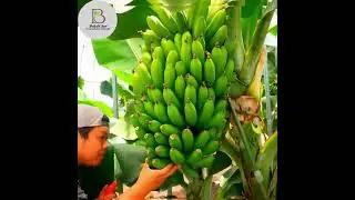 Banana Processing  packaging and mechanizing #earthnestecofarm
