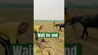 Buffalo 🦬 prank don&rsquo;t miss ||#viral#youtubeshorts#shorts#fool #trending @Smilesquadfunny