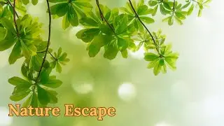 Nature Escape 🌿 Deep Relaxing Music & Calming Nature Sounds for Sleep, Stress Relief & Inner Peace