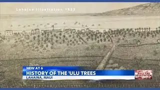 The history of breadfruit trees in Lahaina